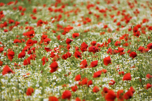 Field with corn poppy