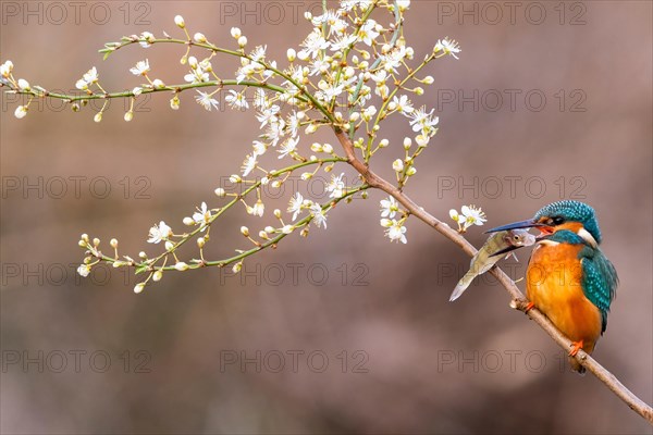 Common kingfisher