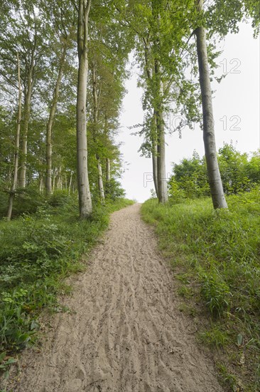 Forest path