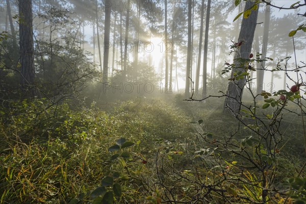 Spider web in the morning with fog and sun