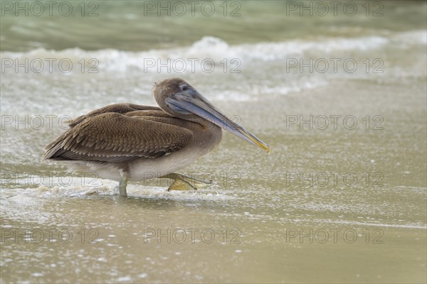 Brown pelican