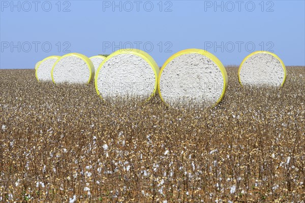 Bales of harvested cotton