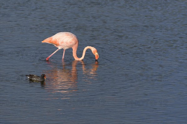 American flamingo