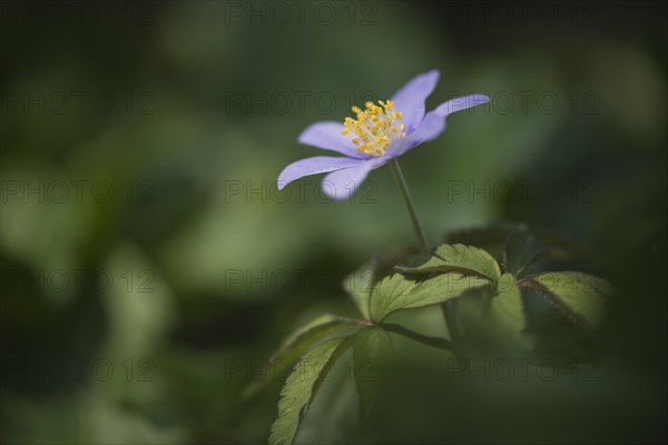 Wood anemone