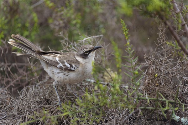 Galapagos Mockingbird