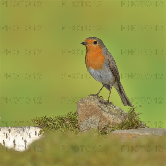 European robin