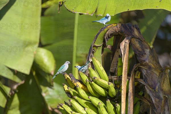 Blue Tanager