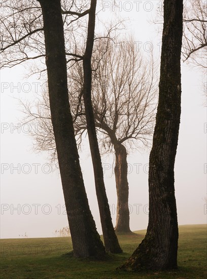 Bare group of trees in the morning mist