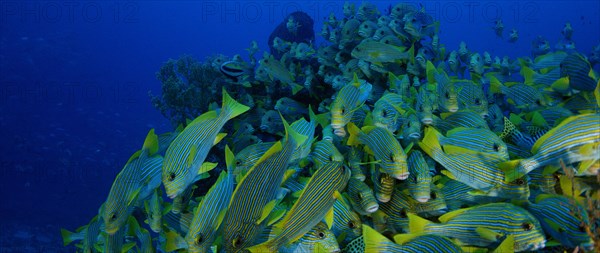 Very big school of Ribboned sweetlips