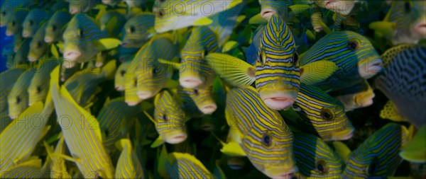 Very big school of Ribboned sweetlips