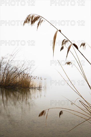 Reed on the shore in the morning mist