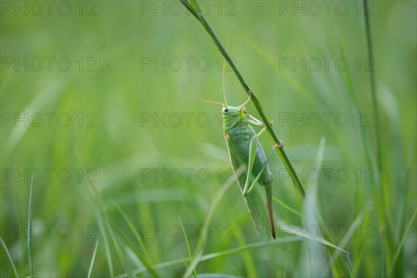 Great green bush cricket