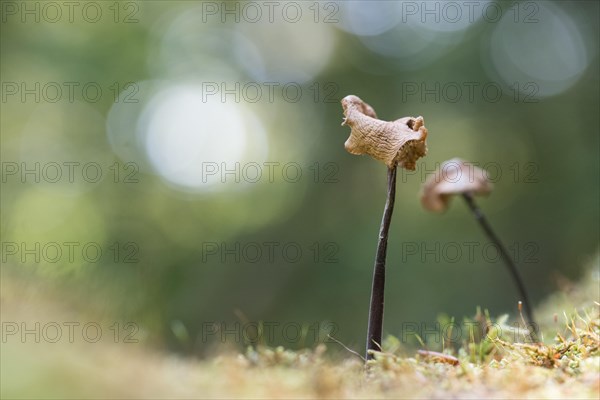 Marasmius alliaceus