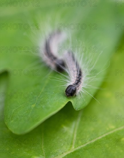 Oak processionary moth