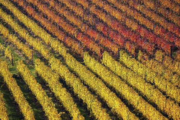 Vineyard