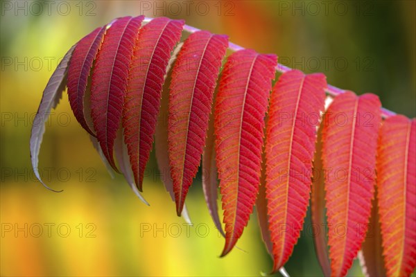 Leaf of the staghorn sumac