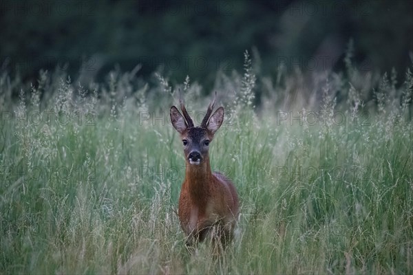 European roe deer