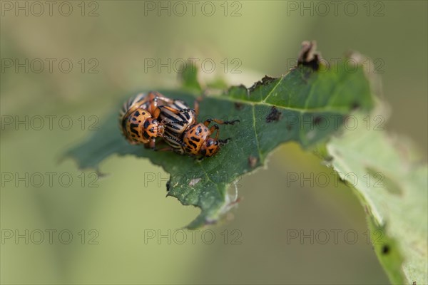 Colorado potato beetle