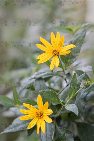 Jerusalem artichoke