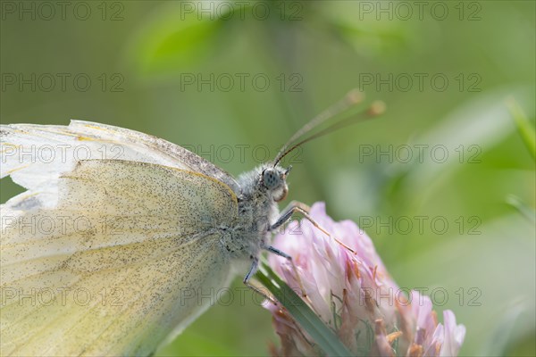 Small white