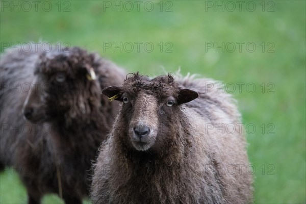 Ouessant sheep also Breton dwarf sheep