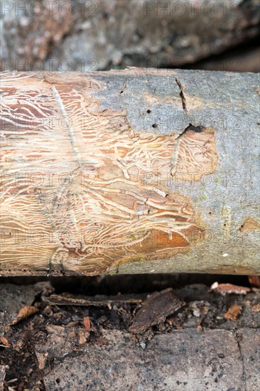 Deadwood piles as natural insect nesting aid