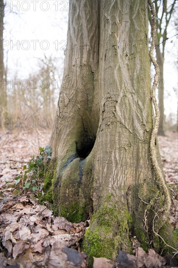 Water pot in old tree