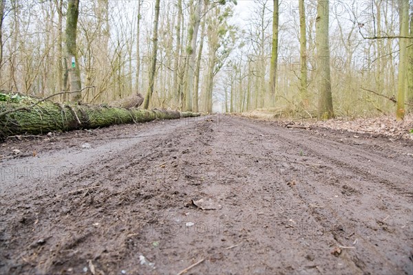 Forestry in the forest