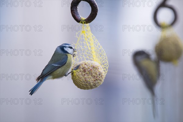 Blue tit