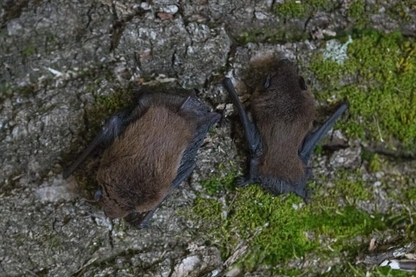 Common pipistrelle