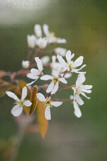 Snowy mespilus