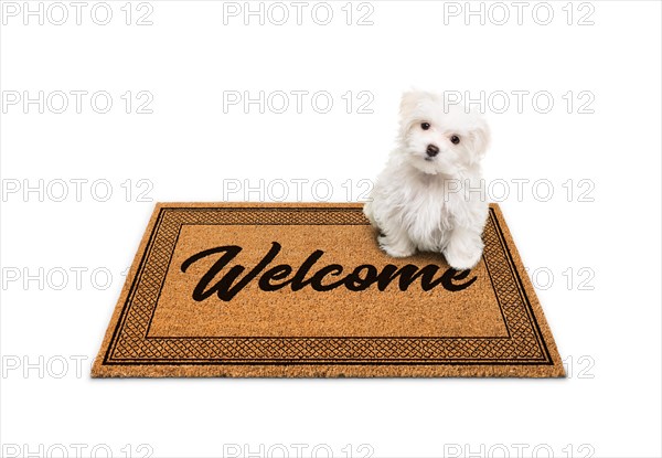 Maltese puppy sitting on welcome mat isolated on white