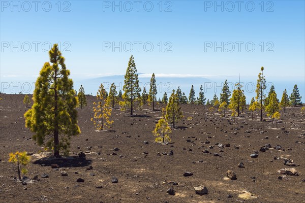 Volcanic landscape with pine trees