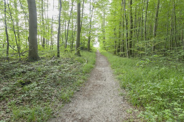 Forest path