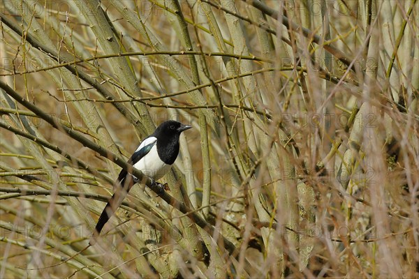 European magpie