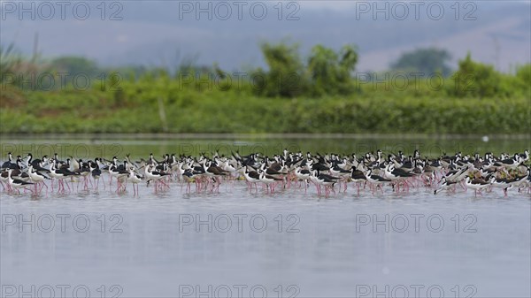 Black-winged Black-winged Stilt