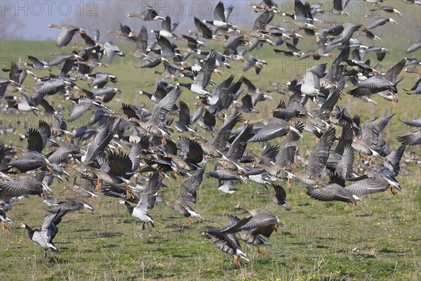 Flock of greater white-fronted goose