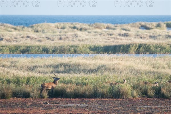 Red deer