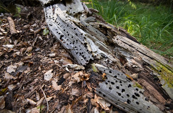 Lying deadwood in the National Park