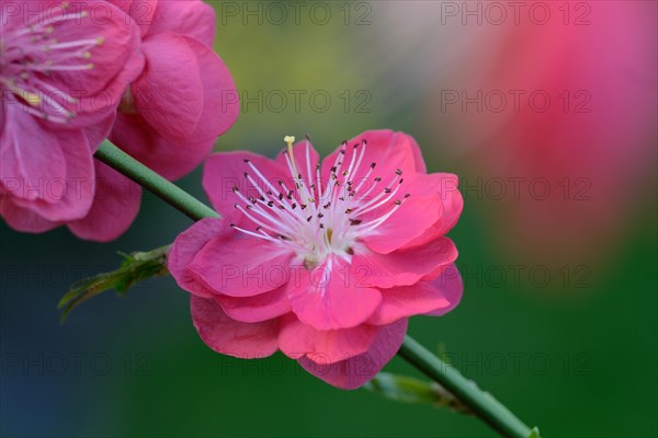 Japanese Ornamental Peach