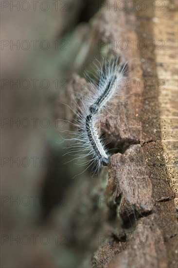 Oak processionary moth