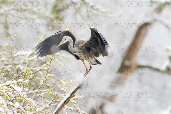 Grey heron