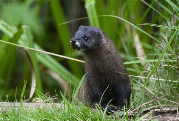 European mink