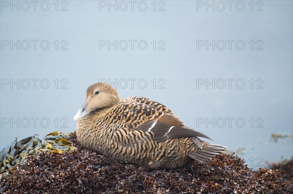 Common eider