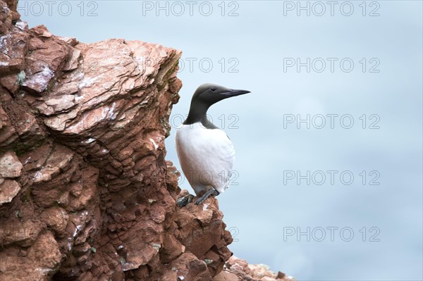 Common guillemot