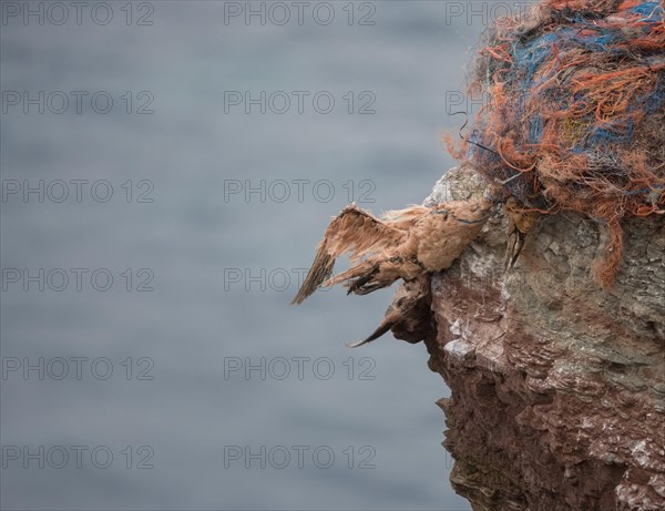 Northern gannet