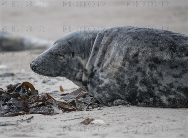 Grey seal