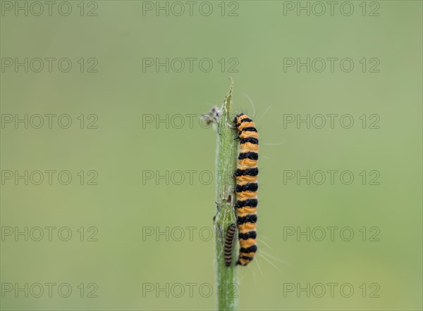 Cinnabar moth