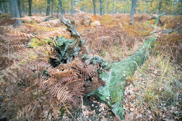 Deadwood structure in Diesfordter Wald