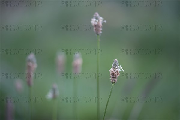 Ribwort plantain